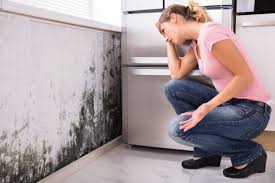 Mold Odor Removal Services in Homewood, IL